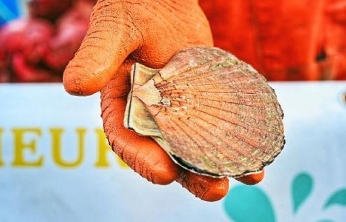 “It’s not every day!” »: in Saint-Brieuc with the first gourmands of the Scallop Festival