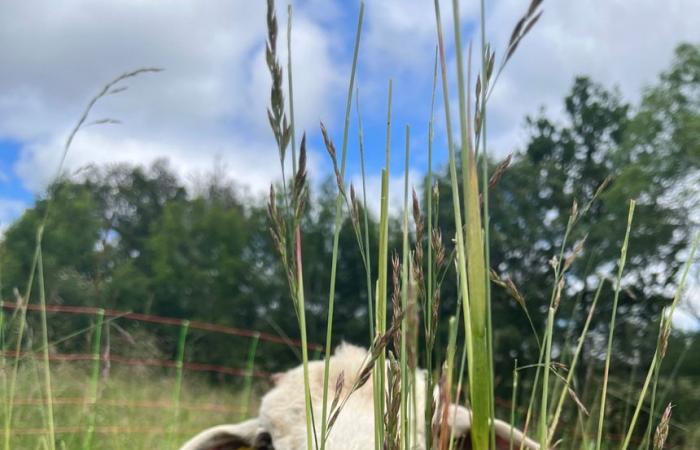 A water and sheep farmer in Aveyron