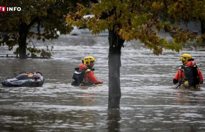 Floods: Panga, the cow symbol of the devastating flood, found dead in Haute-Loire