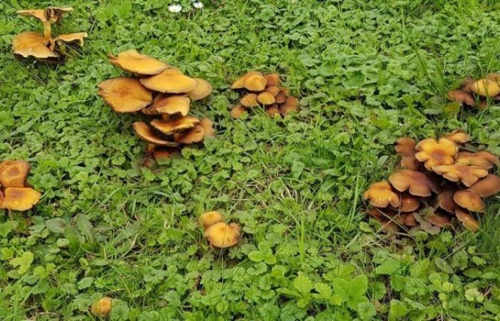 Mushrooms are invading his garden in Calvados: are they deadly?