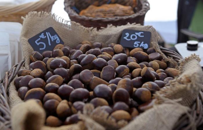 The Cantal chestnut industry wants to structure itself to grow better