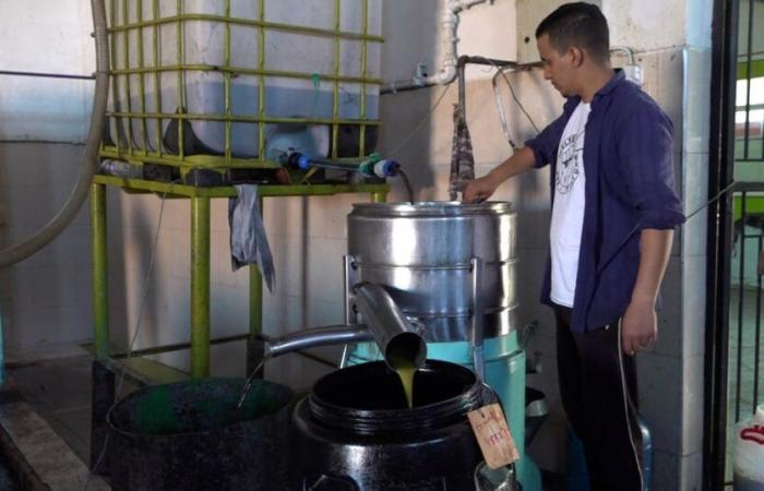 Olive oil extraction in Kalaat Sraghna: reasons for the price rise