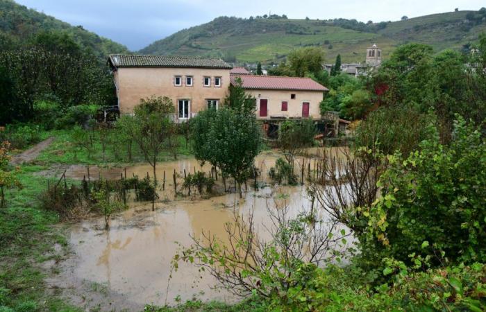 the cow swept away by the floods, which became a symbol of the floods, died