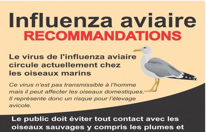 Avian influenza and household chicken coops – Quéménéven Kemeneven