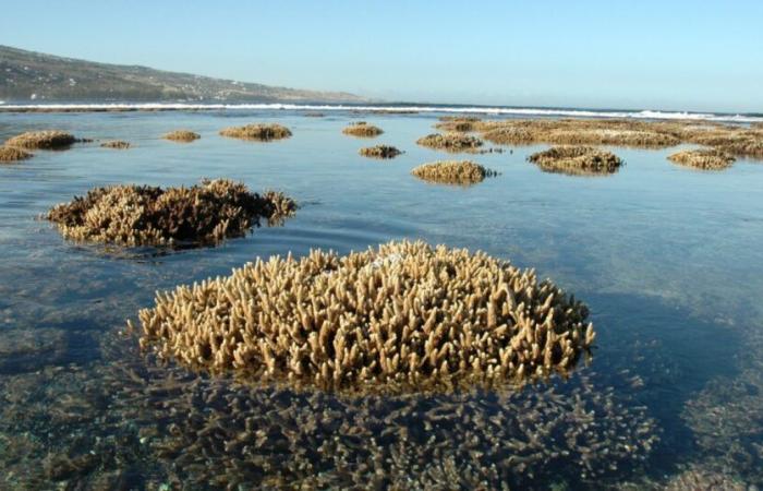 bare corals… but be careful, it is forbidden to pass over them