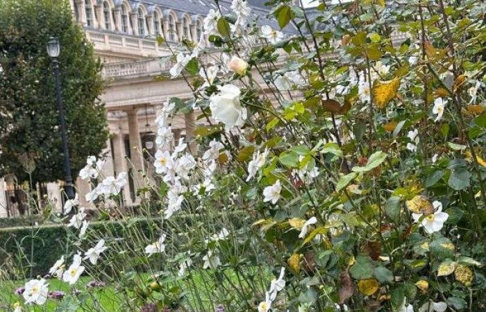 Walk in the garden of the Palais Royal (Paris 1st) still full of flowers in autumn