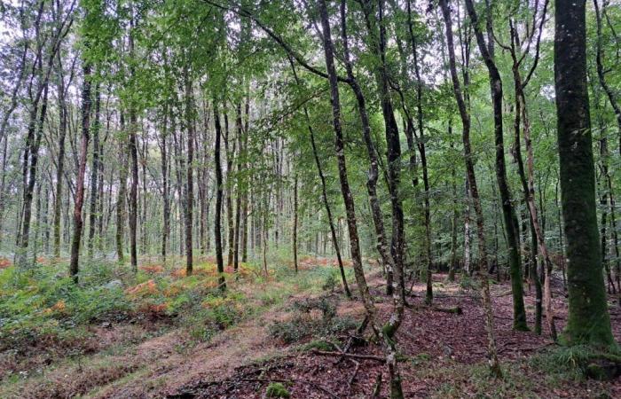 He wanted to build in the middle of the forest in Gironde, an owner prohibited from clearing his land