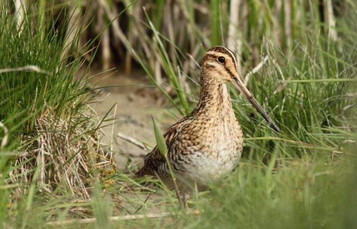 Protecting biodiversity: the world is up against the wall