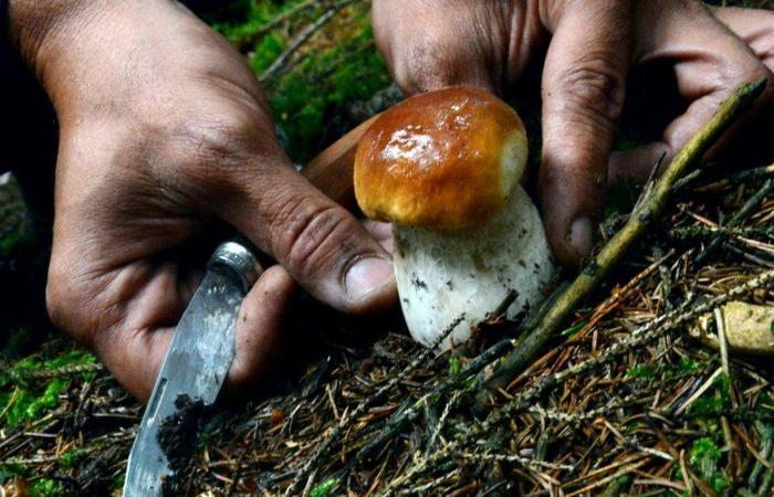 The Hérault Gard National Forestry Office recalls the rules regarding mushroom picking