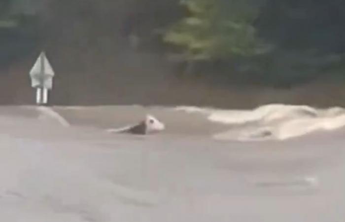 It had become the symbol of the floods in Haute-Loire: the Panga cow was found dead after being swept away by the floods.