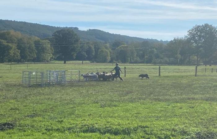 IN VIDEO – A herding dog competition organized in this village of Creuse