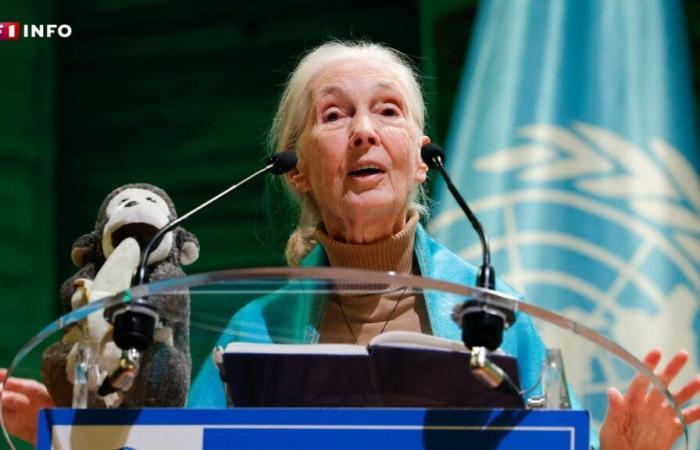 VIDEO – In Paris, the famous primatologist Jane Goodall defends biodiversity… and takes the voice of a chimpanzee