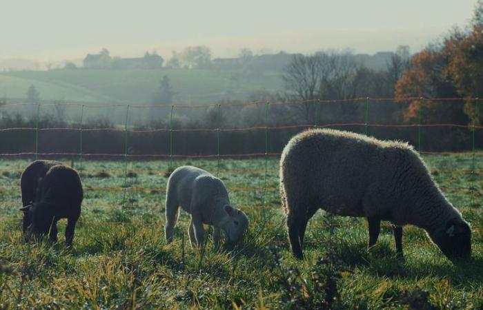 A water and sheep farmer in Aveyron