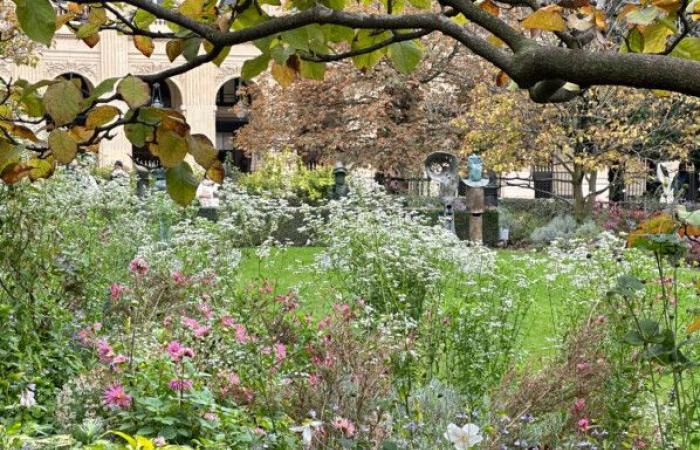 Walk in the garden of the Palais Royal (Paris 1st) still full of flowers in autumn