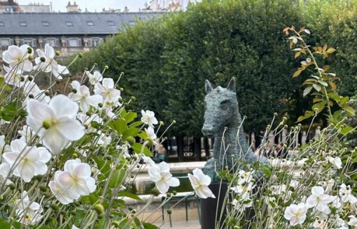 Walk in the garden of the Palais Royal (Paris 1st) still full of flowers in autumn