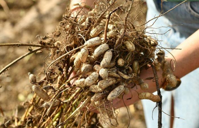 Climate: peanut, ginger… These crops that are coming to the Landes