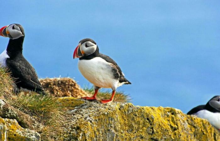 “Biodiversity is not collapsing in Europe”