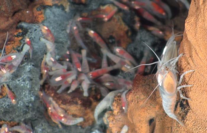 How I descended to 3,600 meters to study fascinating shrimp