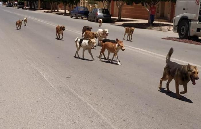 Settat.. Stray dogs threaten the safety of citizens, and there is no life for those who call