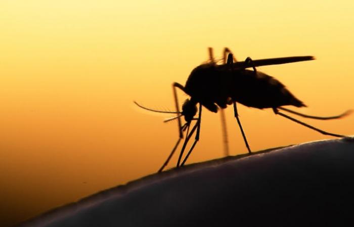 WHO announces that malaria has been completely eradicated in Egypt