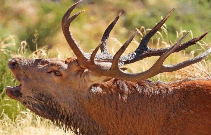 Roaring of the deer: an immersion in the wild nature of Aude