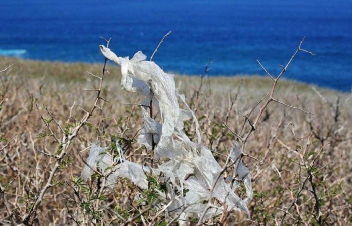 Marine observatory discovers microplastics in plankton