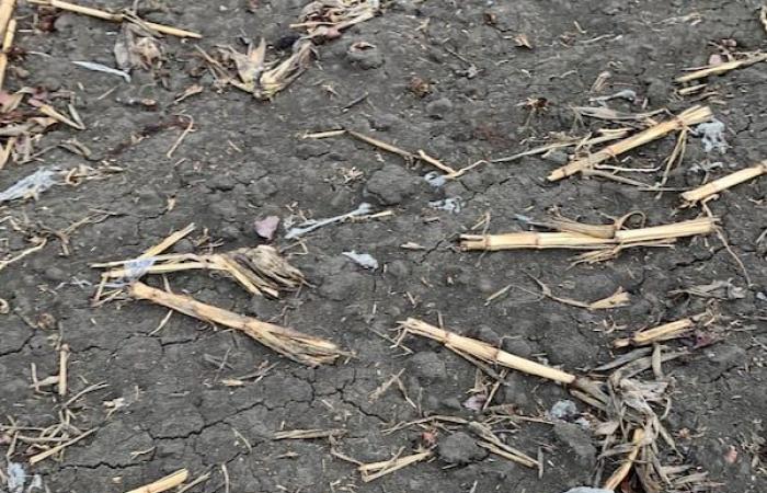 Harmful agricultural plastic mulches, study reveals