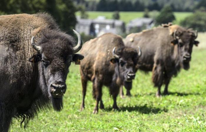 why the bison, the forest elephant or the earthworm are essential to environmental balance