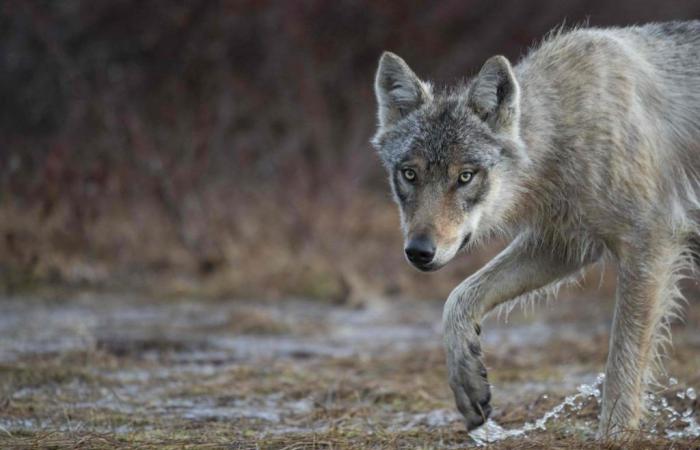 It’s official, a wolf has been observed in Gironde