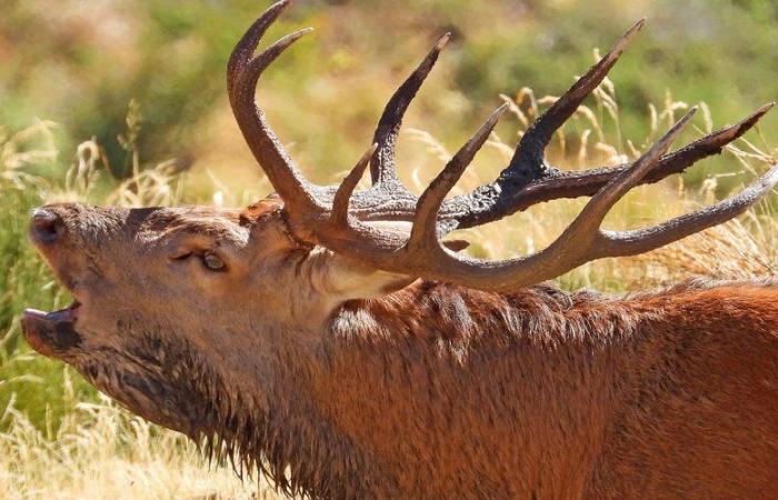 The growing fascination with the bellowing of the deer: an immersion in the wild nature of Aude