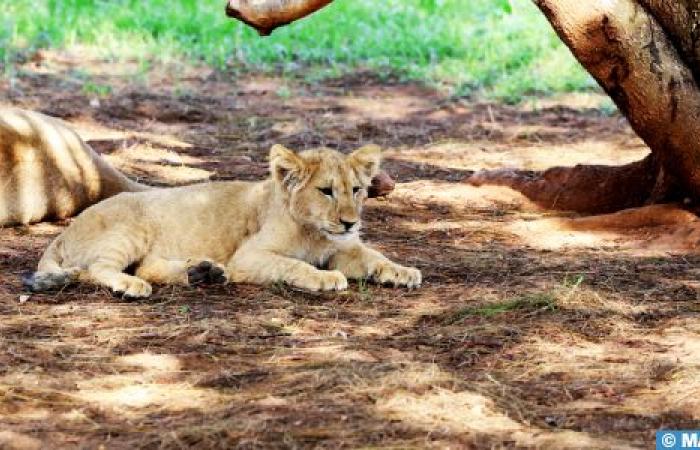 Azaghar, the new Atlas lion cub, fits perfectly into his group (Veterinarian at the Rabat Zoological Garden)