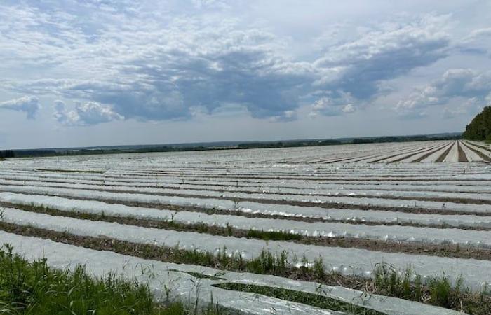 Harmful agricultural plastic mulches, study reveals