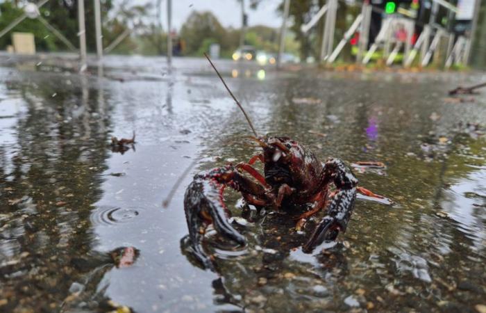 In Indre-et-Loire, Louisiana crayfish has become “unstoppable”