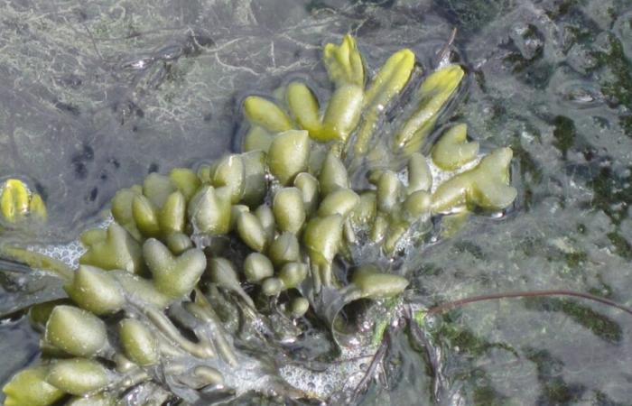 researchers discover an algae capable of fighting Covid-19