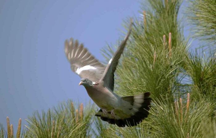 France 3 visits a pigeon grove in Dordogne