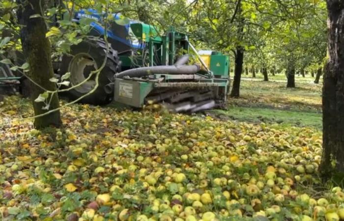 apple harvests disrupted by recent bad weather