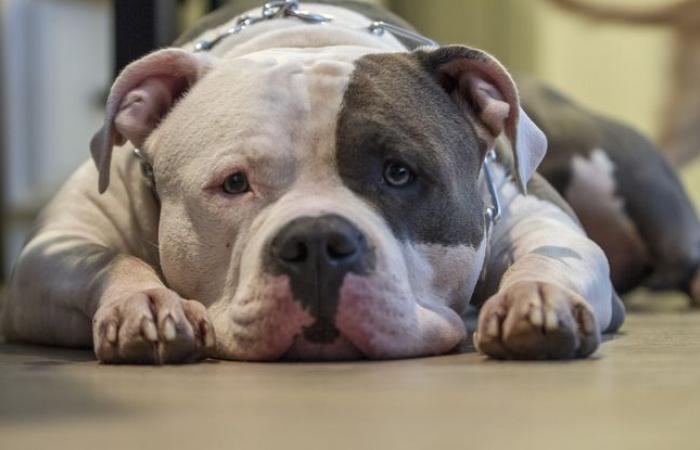 The dog that seriously injured a mail carrier will be euthanized