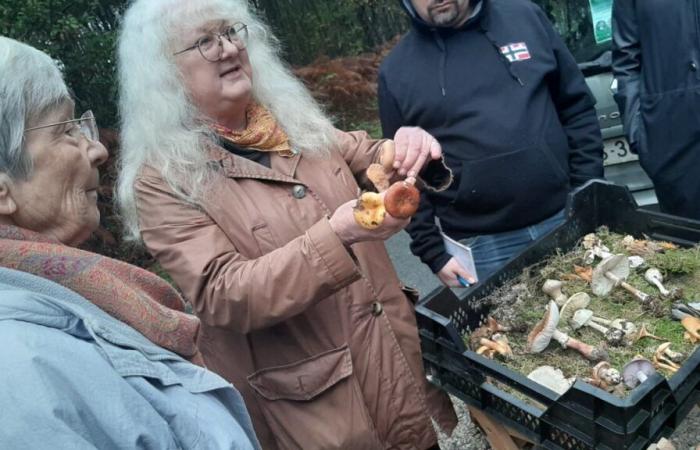 mushroom pickers are not celebrating