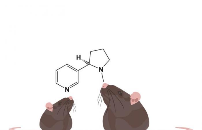 Nicotine and adolescence: a cerebral imbalance that predisposes to dependence