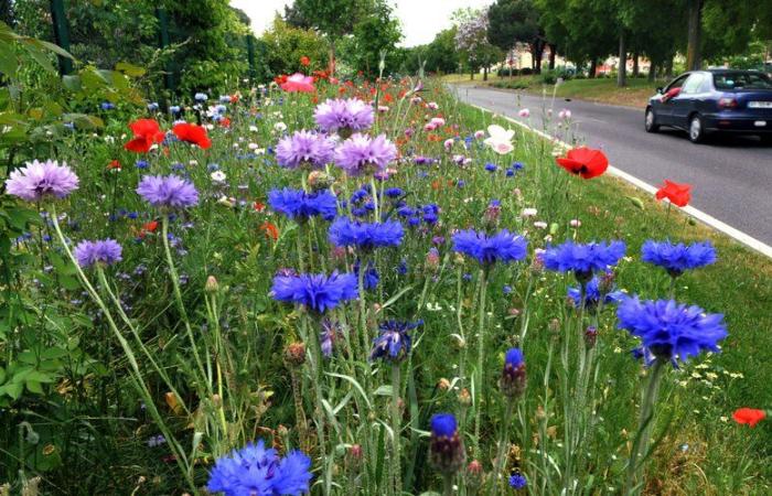 Cahors. The French Cornflower also grows in the Lot