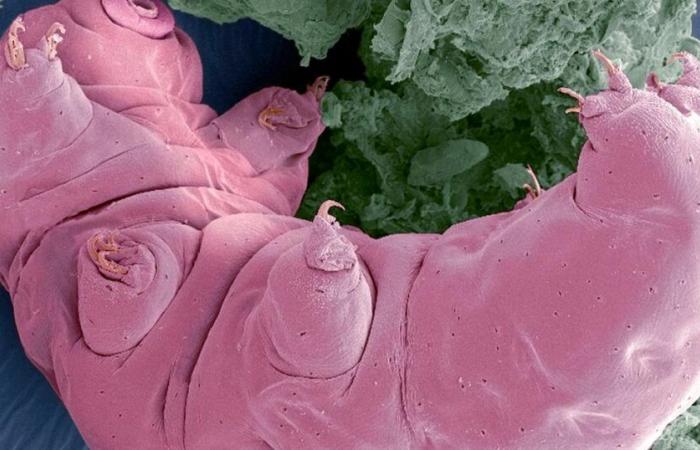 the astonishing story of the tardigrade who thought he was a beet