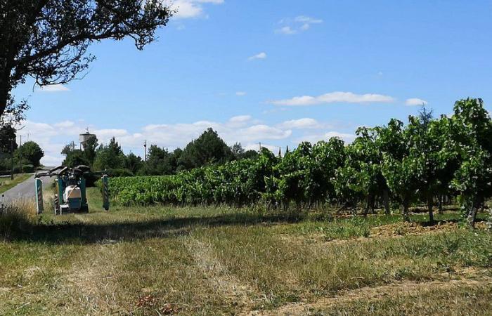 “In Gironde, my client would not be in court!” : a man tried for having rented labor to wine estates in Gers