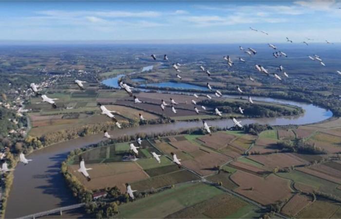 this resident of Gironde managed to film common cranes up close