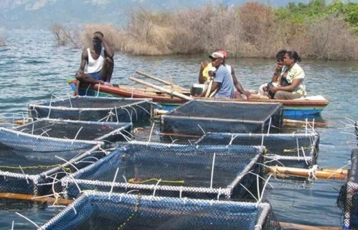 Senegal adopts a three-year plan for aquaculture