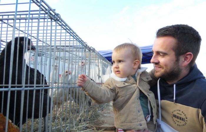 PHOTOS. In Calvados, the thousand-year-old Etouvy fair attracted thousands of visitors