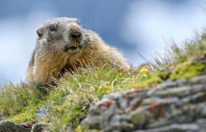 The Alpine culinary heritage, testimony to Swiss history – rts.ch