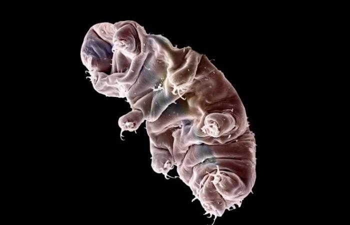 How the tardigrade can resist radiation that would kill us