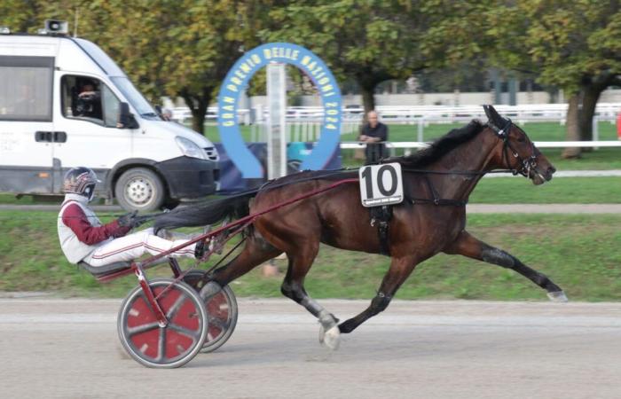 European record for the 2 year old Ginostrabliggi in Milan on October 27