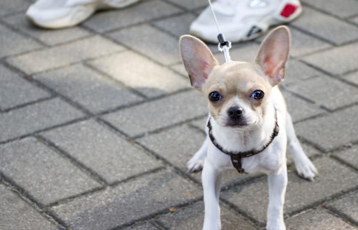 Rouen. He goes to the cinema but leaves his three chihuahuas in his car without food or water