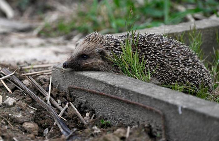 The hedgehog now “almost threatened” with extinction